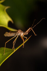 Punaise Nagusta goedelii sur une feuille dans son environnement naturel