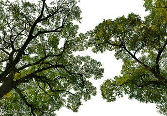 Tree canopy isolated on transparent background, for botany, meditation and ecology background