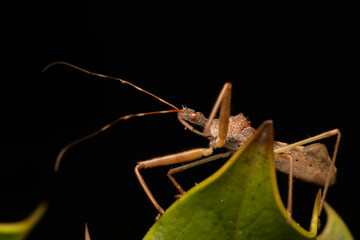 Punaise Nagusta goedelii sur une feuille dans son environnement naturel