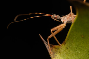 Punaise Nagusta goedelii sur une feuille dans son environnement naturel