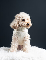 White miniature poodle on a light background. Studio shot of a dog. Maltipoo