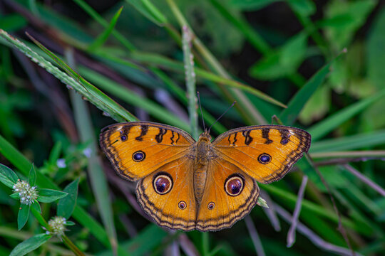 the peacock pansy (Junonia almana, a species of nymphalid butterfly) , perched on green grass