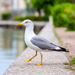 Obraz premium Crested seagull gracefully walks along the waterfront holding a worm in its beak amidst lush greenery on a sunny day