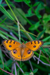 the peacock pansy (Junonia almana, a species of nymphalid butterfly) , perched on green grass