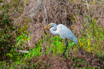 Great egret dinner