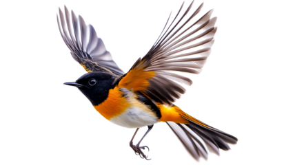 A bird with orange and black wings is flying in the air. The bird is in the middle of its flight, and its wings are spread wide. The bird's wingspan is quite large
