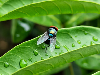 Flies with red eyes and thin wings perched on fresh green leaves after rain, with natural blur background. This type is often seen flying in kitchens, cages, trash cans, etc.