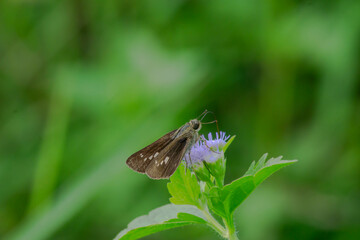 Pelopidas mathias, the small branded swift butterfly, perched on flower. Pelopidas mathias  is a butterfly belonging to the family Hesperiidae