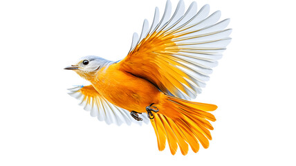 Obraz premium A bird with orange feathers is flying in the air. The bird is in the middle of its flight, and its wings are spread wide. The bird's wingspan is quite large