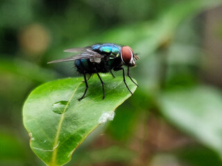 Flies with red eyes and thin wings perched on fresh green leaves after rain, with natural blur background. This type is often seen flying in kitchens, cages, trash cans, etc.