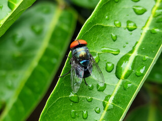 Flies with red eyes and thin wings perched on fresh green leaves after rain, with natural blur background. This type is often seen flying in kitchens, cages, trash cans, etc.