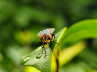 Fototapeta premium A fly with red eyes and thin wings perched on fresh green leaves, emitting yellow liquid from its mouth. This type is often seen flying in kitchens, cages, trash cans, etc. Natural blurry background.