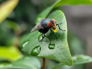 A fly with red eyes and thin wings perched on fresh green leaves, emitting yellow liquid from its mouth. This type is often seen flying in kitchens, cages, trash cans, etc. Natural blurry background.