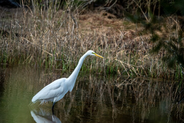 Snowy White Egret in the Marsh