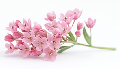 Naklejka premium Elegant Pink Flower Bouquet on White Background for Nature and Floral Themes