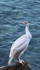 great blue cormorant