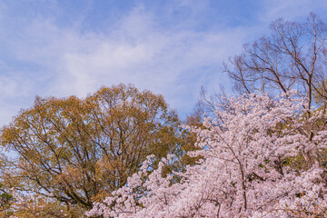Naklejka premium 青空と桜
