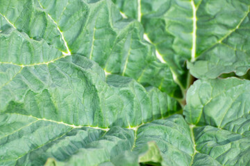 cabbage growing in the garden