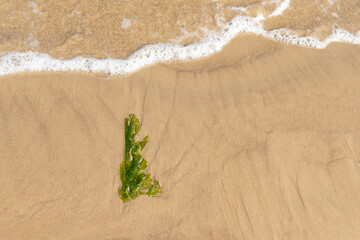 Sea lettuce washed up on the beach