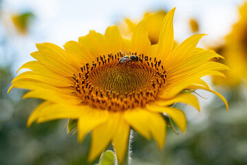 a sunflower in a field with a bee sitting on it