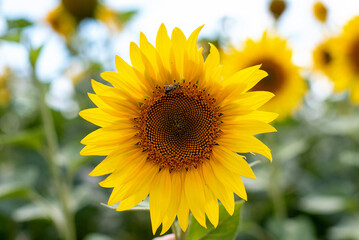 a sunflower in a field with a bee sitting on it