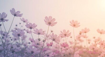 Fototapeta premium Pastel Cosmos Field: Soft Light, Gentle Beauty AI Generated