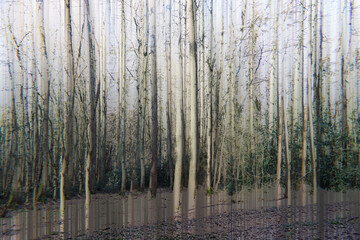 An eerie impressionist forest scene with double exposure effect