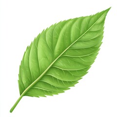 Vibrant Green Leaf Detailed Close Up Nature Isolated on White Background