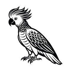 black and white macaw