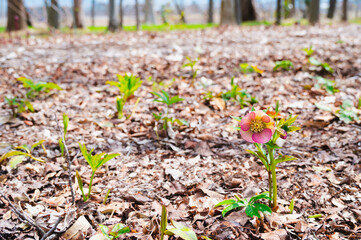 公園に咲くクリスマスローズ