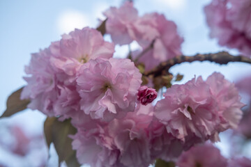 cherry blossom scene, pink cherry blossoms form dense clusters on a branch against a vibrant blue...