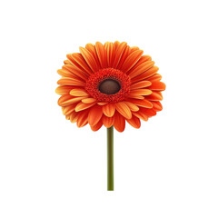 Vibrant Orange Gerbera Daisy on Transparent background