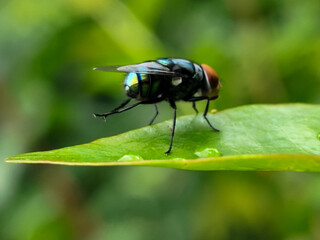 Flies with red eyes and thin wings perched on fresh green leaves after rain, with natural blur background. This type is often seen flying in kitchens, cages, trash cans, etc.