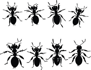 Ant Silhouette Vector Designs 