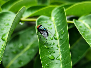 Flies with red eyes and thin wings perched on fresh green leaves after rain, with natural blur background. This type is often seen flying in kitchens, cages, trash cans, etc.