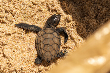 little turtle