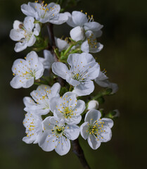 Fototapeta premium Schön viele Kirschblüten am Baum im Garten