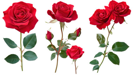 red roses on white background