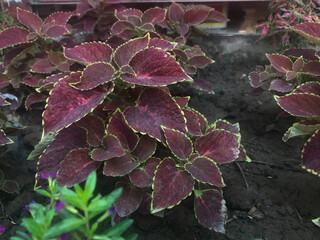 red leaves in winter.