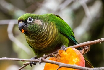 Parakeet eating persimmon