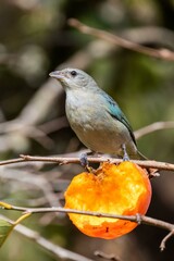Grey Tanager (Thraupis sayaca)