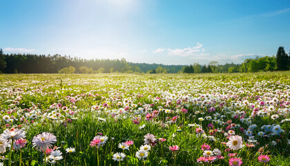 meadow with lots of white and pink spring daisy flowers in sunny day nature landscape in estonia in early summer