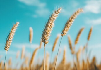 Fototapeta premium ears of wheat