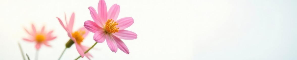 Fototapeta premium Detail shot of a single flower on white background, color, floral, plant life