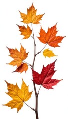 Obraz premium Dried branches with fall leaves isolated on white, autumnal, branches