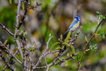 Eine Blaumeise (Cyanistes caeruleus) sitzt auf einem Walnussbaum mit frischen Knospen im Frühlingslicht vor unscharfem Hintergrund