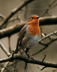 Robin on a branch. Taken with a Canon R5 camera