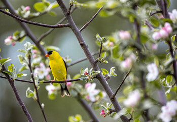 Yellow finch in apple tree