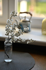 A branch of blooming cherry blossom in a vase