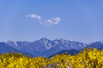 春の山岳風景と黄色い花